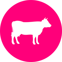 vaca